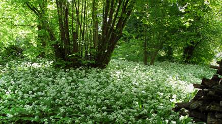 Description : chênaie-charmaie